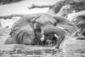 041 Botswana, Chobe NP, olifant